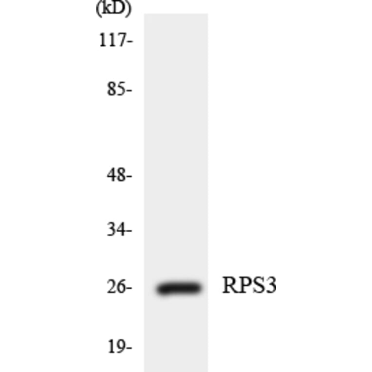 Western Blot - Anti-RPS3 Antibody (R12-3463) - Antibodies.com