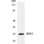 Western Blot - Anti-RPS3 Antibody (R12-3463) - Antibodies.com