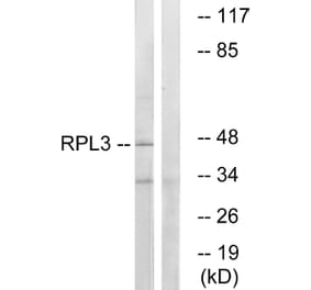 Western Blot - Anti-RPL3 Antibody (C14168) - Antibodies.com