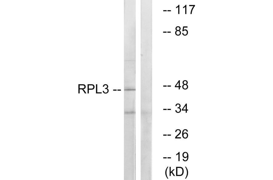 Western Blot - Anti-RPL3 Antibody (C14168) - Antibodies.com