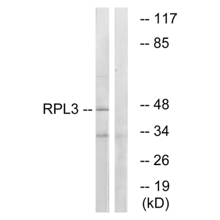 Western Blot - Anti-RPL3 Antibody (C14168) - Antibodies.com