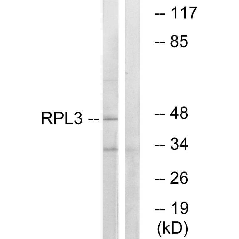 Western Blot - Anti-RPL3 Antibody (C14168) - Antibodies.com
