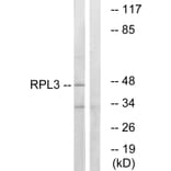 Western Blot - Anti-RPL3 Antibody (C14168) - Antibodies.com
