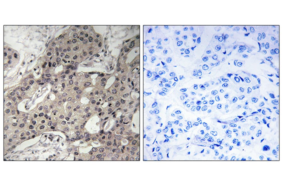 Immunohistochemistry - Anti-RPL3 Antibody (C14168) - Antibodies.com