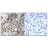 Immunohistochemistry - Anti-RPL3 Antibody (C14168) - Antibodies.com