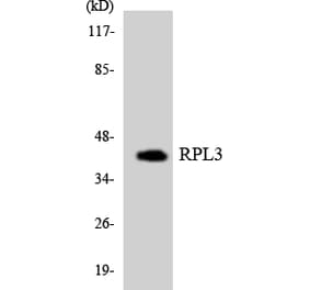 Western Blot - Anti-RPL3 Antibody (R12-3455) - Antibodies.com