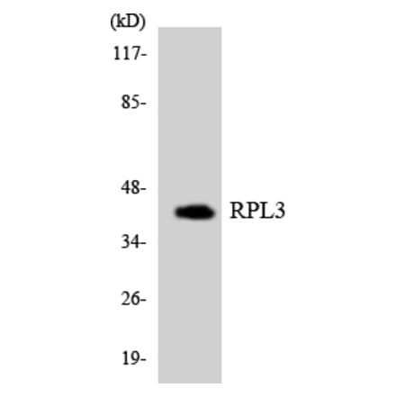 Western Blot - Anti-RPL3 Antibody (R12-3455) - Antibodies.com