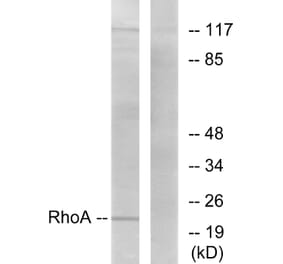 Western Blot - Anti-RhoA Antibody (B0568) - Antibodies.com