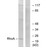 Western Blot - Anti-RhoA Antibody (B0568) - Antibodies.com