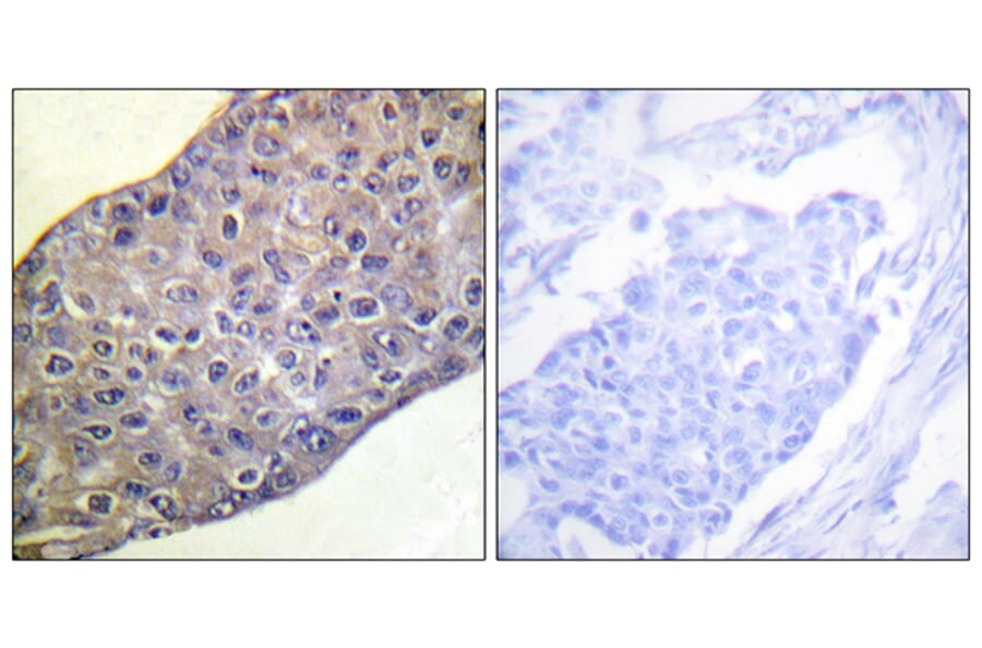 Immunohistochemistry - Anti-RhoA Antibody (B0568) - Antibodies.com
