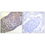 Immunohistochemistry - Anti-RhoA Antibody (B0568) - Antibodies.com