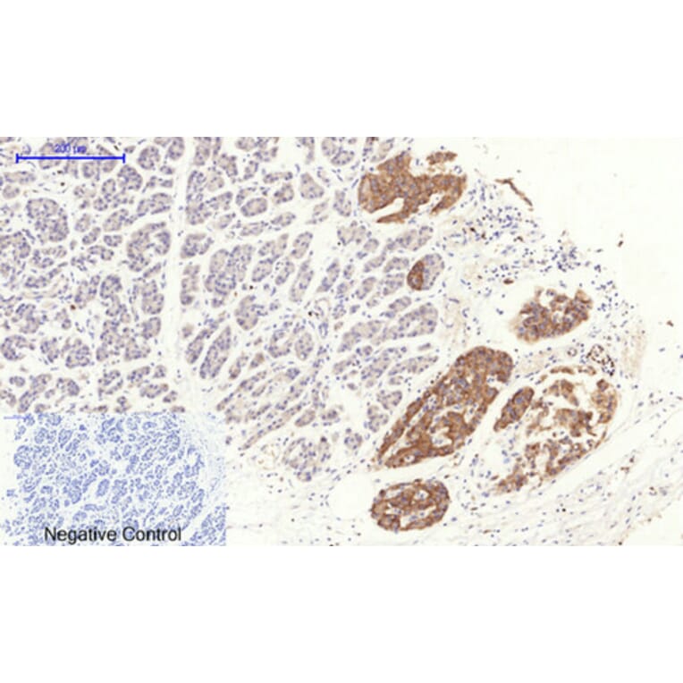Immunohistochemistry - Anti-RhoA Antibody (B0568) - Antibodies.com