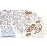 Immunohistochemistry - Anti-RhoA Antibody (B0568) - Antibodies.com