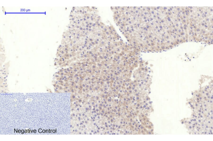 Immunohistochemistry - Anti-RhoA Antibody (B0568) - Antibodies.com