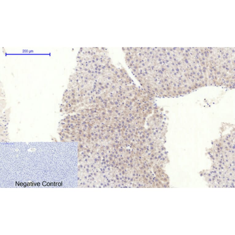 Immunohistochemistry - Anti-RhoA Antibody (B0568) - Antibodies.com
