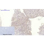 Immunohistochemistry - Anti-RhoA Antibody (B0568) - Antibodies.com