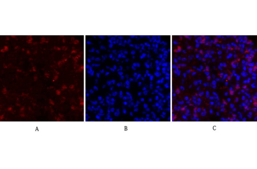 Immunofluorescence - Anti-RhoA Antibody (B0568) - Antibodies.com