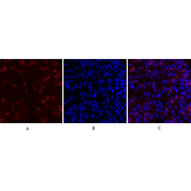 Immunofluorescence - Anti-RhoA Antibody (B0568) - Antibodies.com