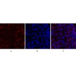 Immunofluorescence - Anti-RhoA Antibody (B0568) - Antibodies.com