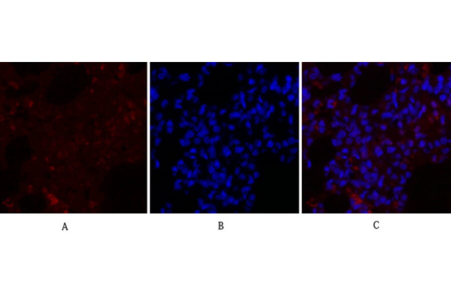 Immunofluorescence - Anti-RhoA Antibody (B0568) - Antibodies.com