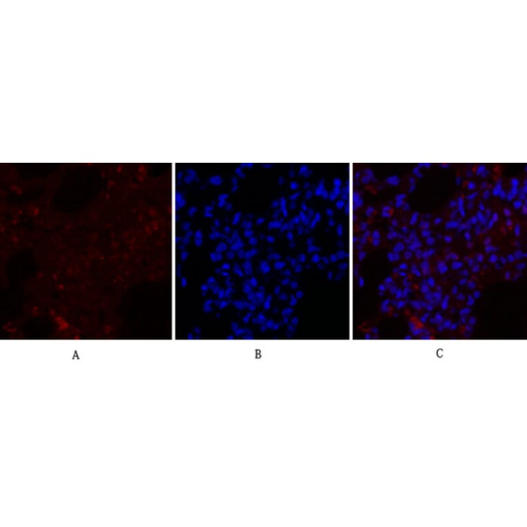 Immunofluorescence - Anti-RhoA Antibody (B0568) - Antibodies.com
