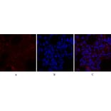 Immunofluorescence - Anti-RhoA Antibody (B0568) - Antibodies.com