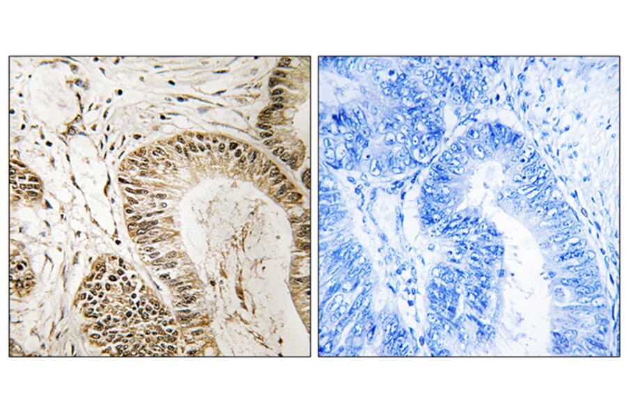Immunohistochemistry - Anti-RGS1 Antibody (C18308) - Antibodies.com