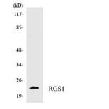 Western Blot - Anti-RGS1 Antibody (R12-3432) - Antibodies.com