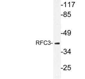 Western Blot - Anti-RFC3 Antibody (R12-2332) - Antibodies.com