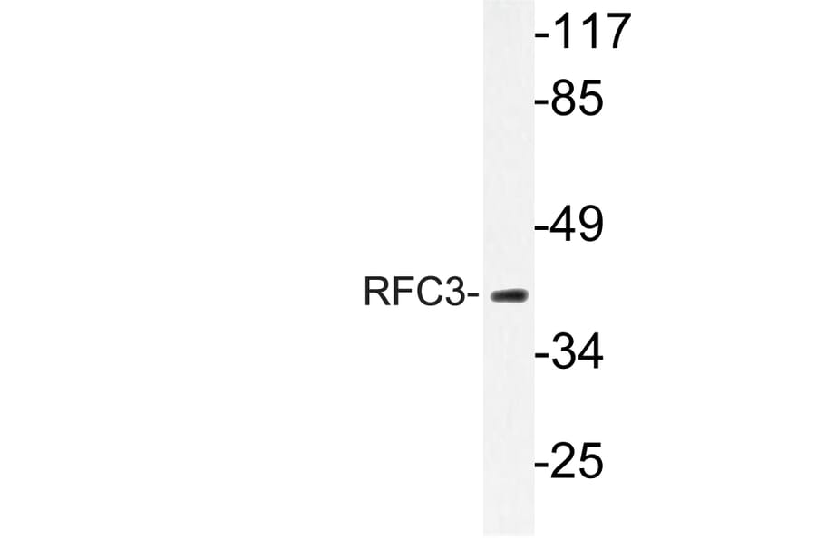 Western Blot - Anti-RFC3 Antibody (R12-2332) - Antibodies.com
