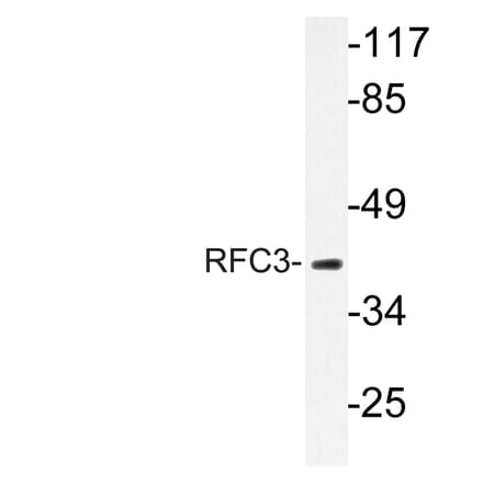 Western Blot - Anti-RFC3 Antibody (R12-2332) - Antibodies.com