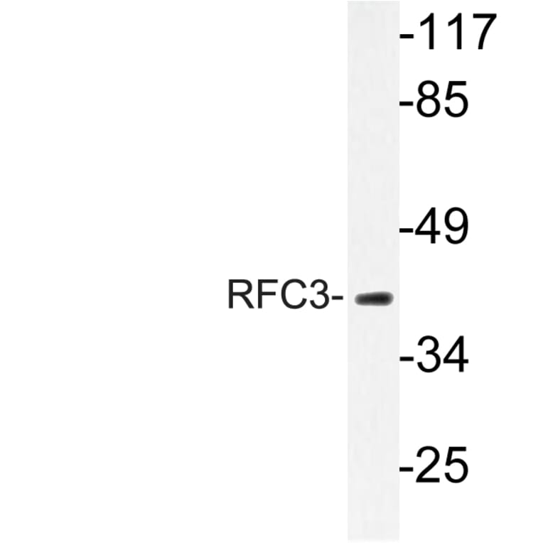 Western Blot - Anti-RFC3 Antibody (R12-2332) - Antibodies.com