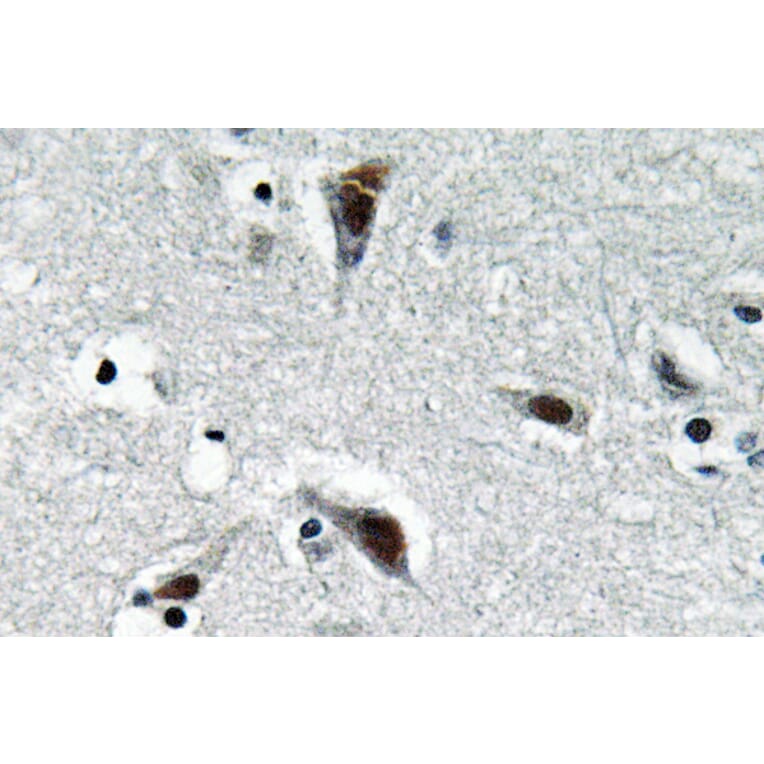 Immunohistochemistry - Anti-RFC3 Antibody (R12-2332) - Antibodies.com