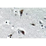 Immunohistochemistry - Anti-RFC3 Antibody (R12-2332) - Antibodies.com