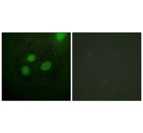 Immunofluorescence - Anti-RFA2 Antibody (B0985) - Antibodies.com