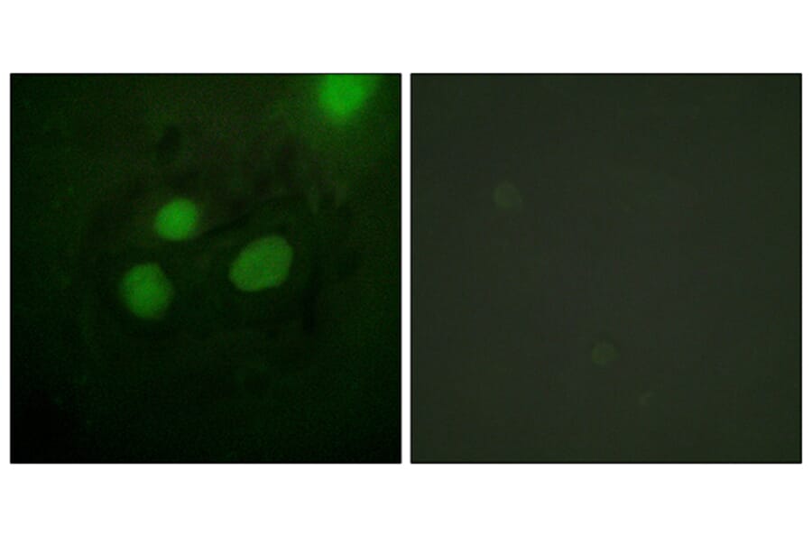 Immunofluorescence - Anti-RFA2 Antibody (B0985) - Antibodies.com