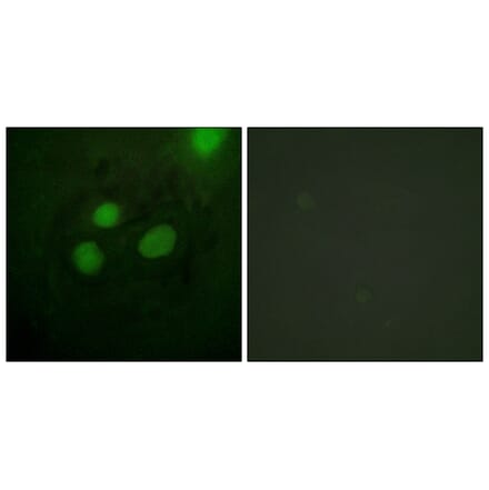 Immunofluorescence - Anti-RFA2 Antibody (B0985) - Antibodies.com