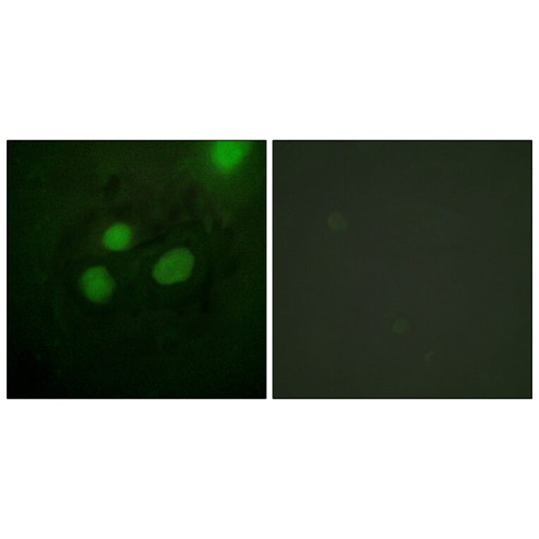 Immunofluorescence - Anti-RFA2 Antibody (B0985) - Antibodies.com