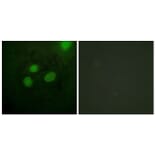 Immunofluorescence - Anti-RFA2 Antibody (B0985) - Antibodies.com