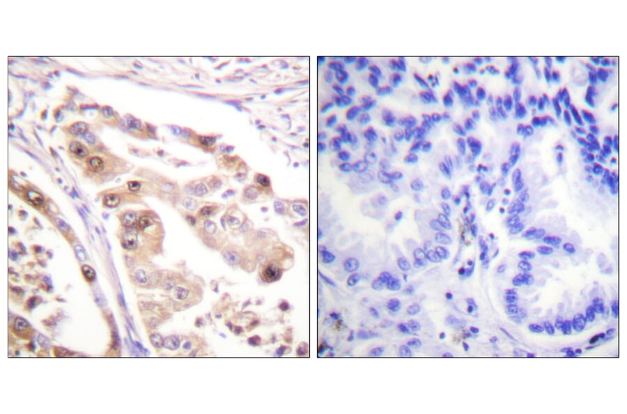 Immunohistochemistry - Anti-RFA2 Antibody (B0985) - Antibodies.com