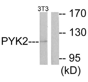 Western Blot - Anti-PYK2 Antibody (B0083) - Antibodies.com