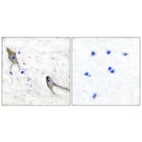 Immunohistochemistry - Anti-PYK2 Antibody (B0083) - Antibodies.com