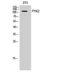 Western Blot - Anti-PYK2 Antibody (B0083) - Antibodies.com