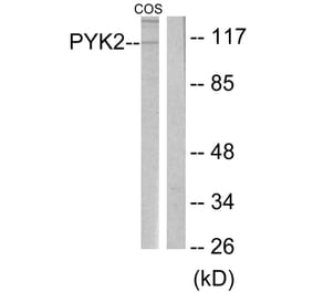 Western Blot - Anti-PYK2 Antibody (B0084) - Antibodies.com