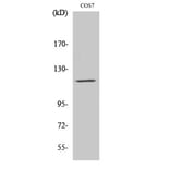 Western Blot - Anti-PYK2 Antibody (B0084) - Antibodies.com