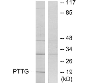 Western Blot - Anti-PTTG Antibody (C10723) - Antibodies.com