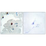 Immunohistochemistry - Anti-PTTG Antibody (C10723) - Antibodies.com