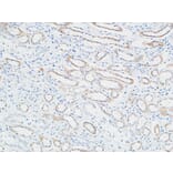 Immunohistochemistry - Anti-PTTG Antibody (C10723) - Antibodies.com