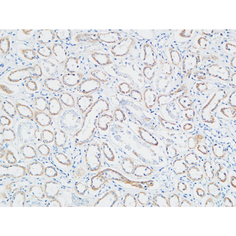 Immunohistochemistry - Anti-PTTG Antibody (C10723) - Antibodies.com