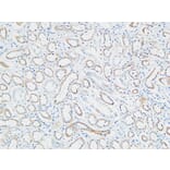 Immunohistochemistry - Anti-PTTG Antibody (C10723) - Antibodies.com